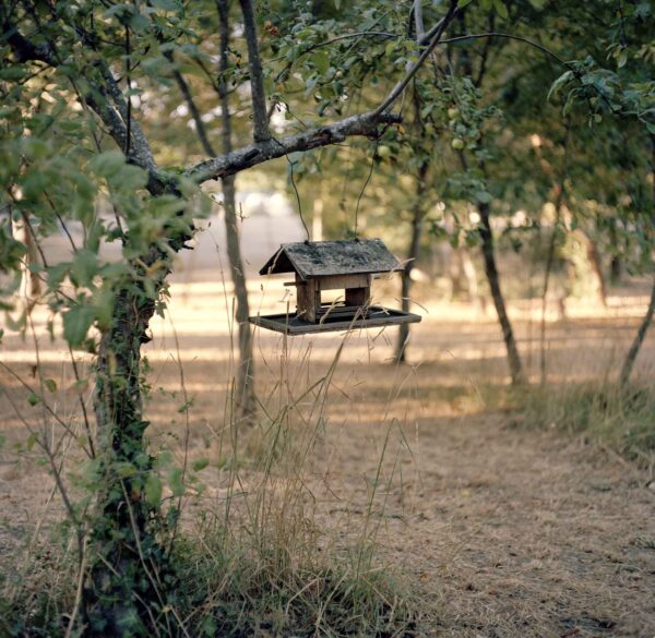 Abitare il bosco - immagine 2